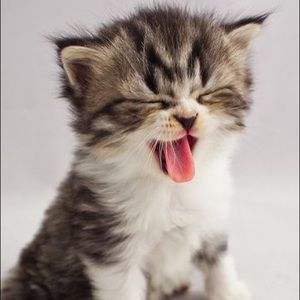 Meet your Posher, Widad